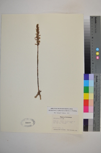 Spiranthes cernua image