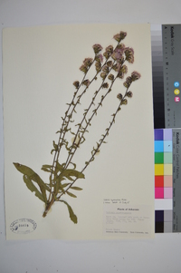 Liatris squarrulosa image