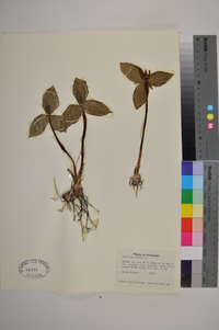 Trillium sessile image