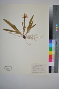 Iris cristata image