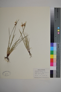 Sisyrinchium campestre image