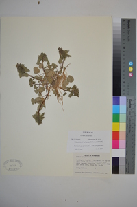 Lamium purpureum image