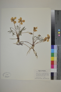 Viola pedata var. lineariloba image