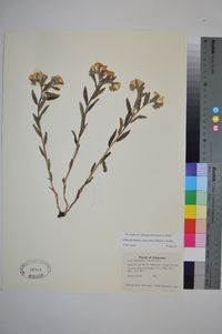 Lithospermum canescens image