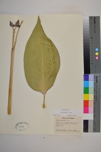 Thalia dealbata image