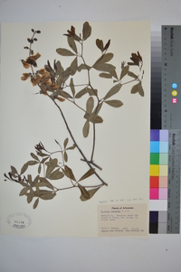 Baptisia alba image