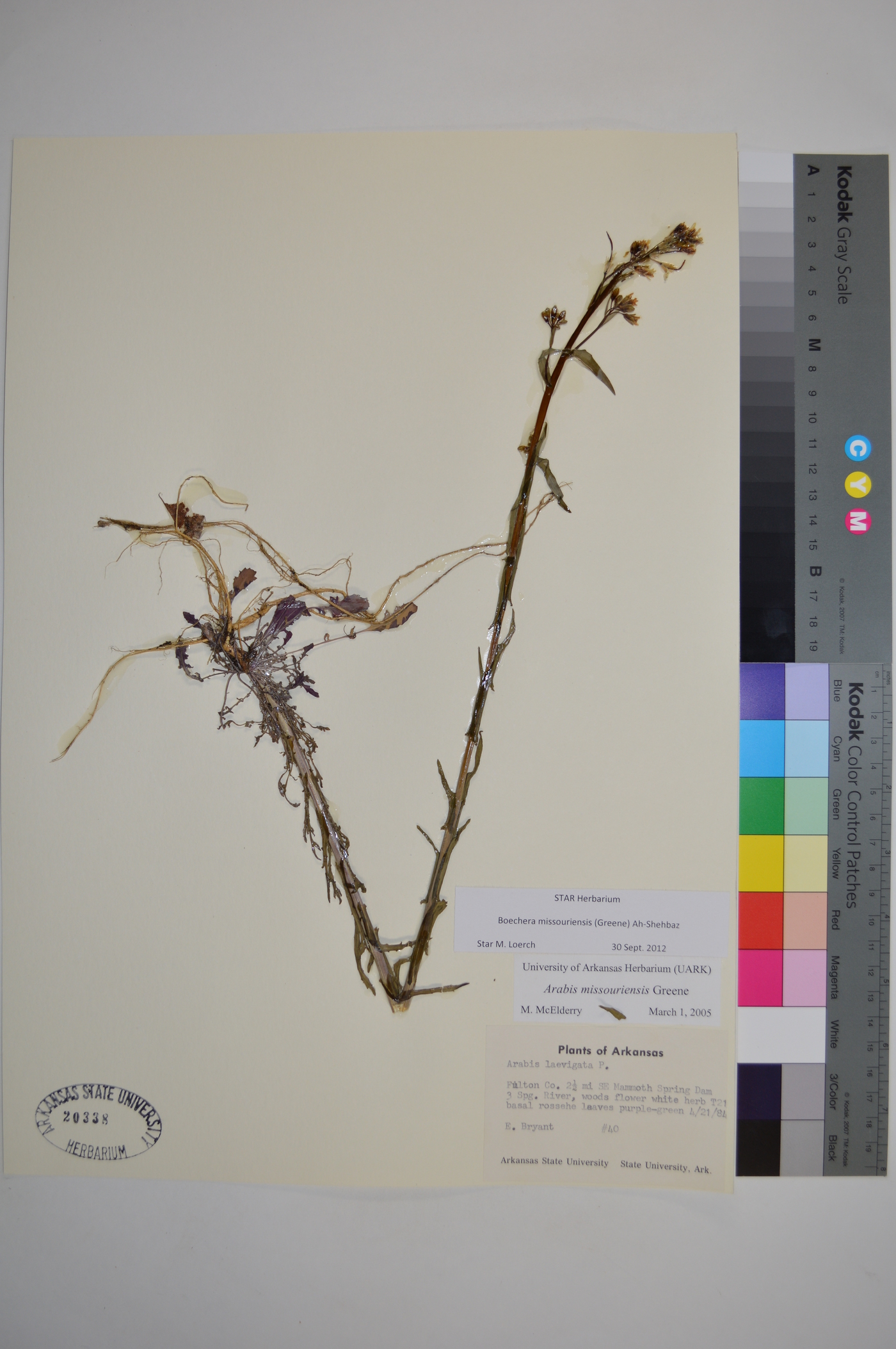 Borodinia missouriensis image