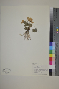 Viola palmata image