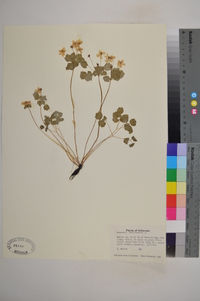 Anemonella thalictroides image