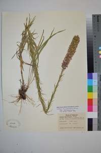 Liatris pycnostachya image