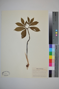 Arisaema dracontium image