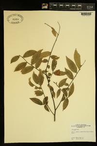 Ulmus alata image