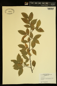 Ulmus alata image