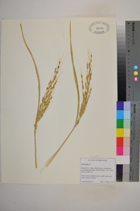 Oryza sativa image