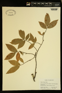 Ulmus alata image