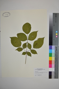 Aralia spinosa image