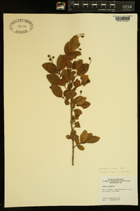 Ligustrum sinense image