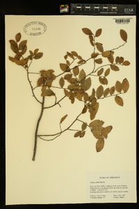 Ulmus alata image