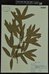 Quercus phellos image