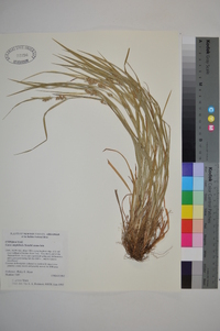 Carex grisea image