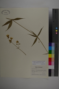 Silene stellata image