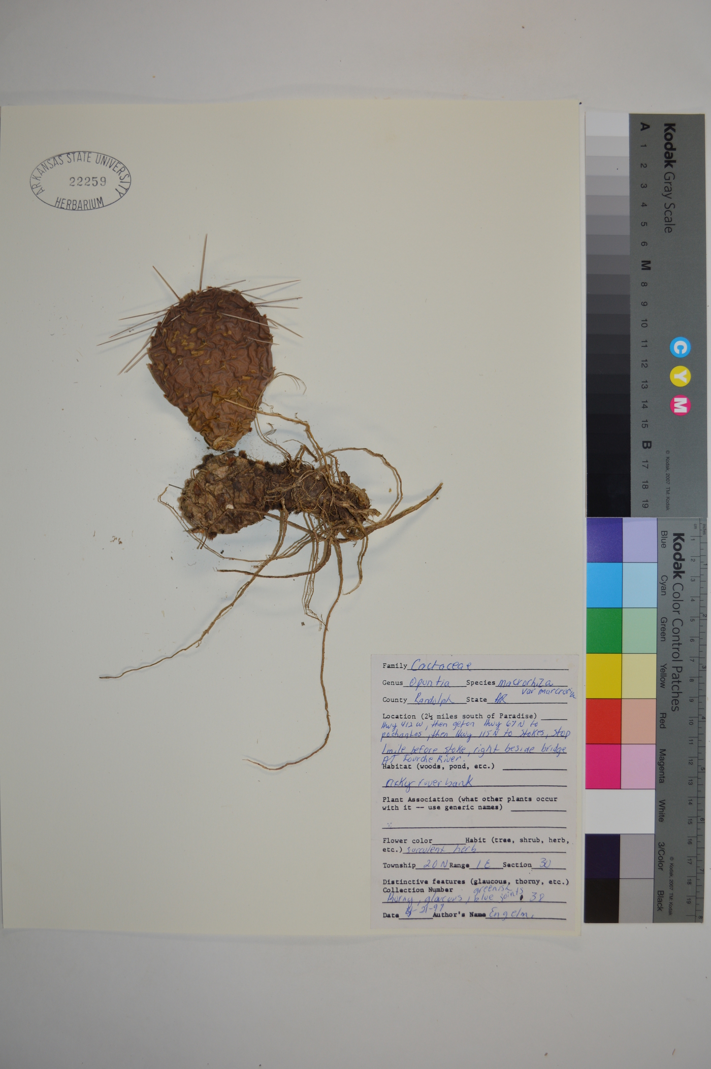Opuntia macrorhiza subsp. macrorhiza image