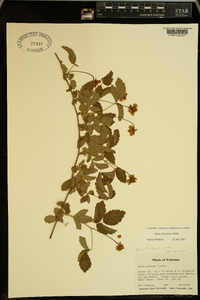 Rubus flagellaris image