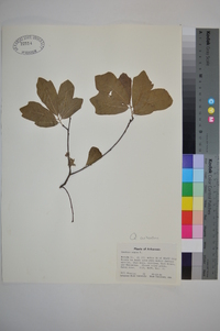 Quercus arkansana image