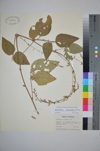 Desmodium canescens image