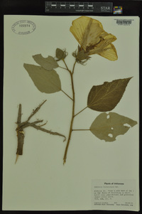 Hibiscus lasiocarpos image