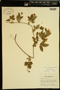 Rubus flagellaris image