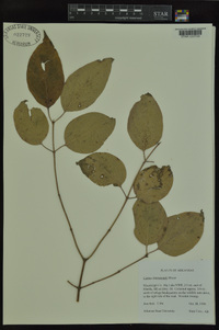 Cornus drummondii image