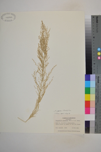 Eragrostis japonica image