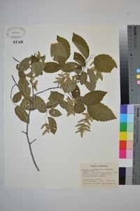 Carpinus caroliniana var. virginiana image