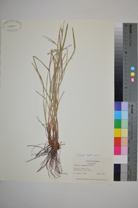 Scleria oligantha image