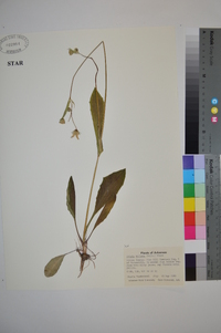 Krigia biflora image