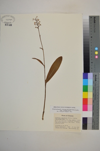 Platanthera clavellata image