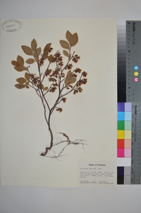 Vaccinium vacillans image