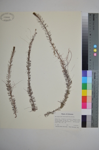 Myriophyllum heterophyllum image