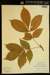 Carya texana image