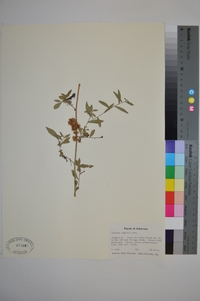 Cuscuta compacta image