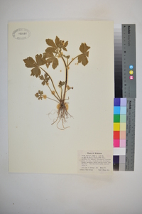 Geum vernum image