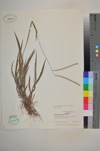 Paspalum setaceum var. muhlenbergii image