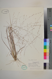 Eragrostis refracta image