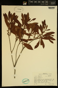 Myrica cerifera image