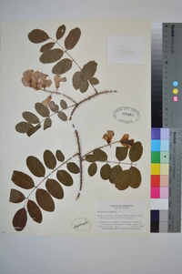 Robinia hispida image