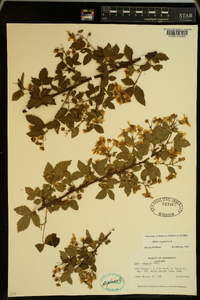 Rubus argutus image