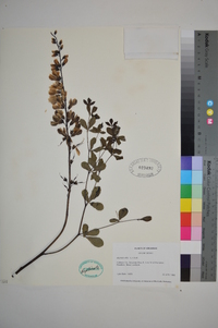 Baptisia alba image