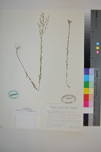 Linum medium var. texanum image