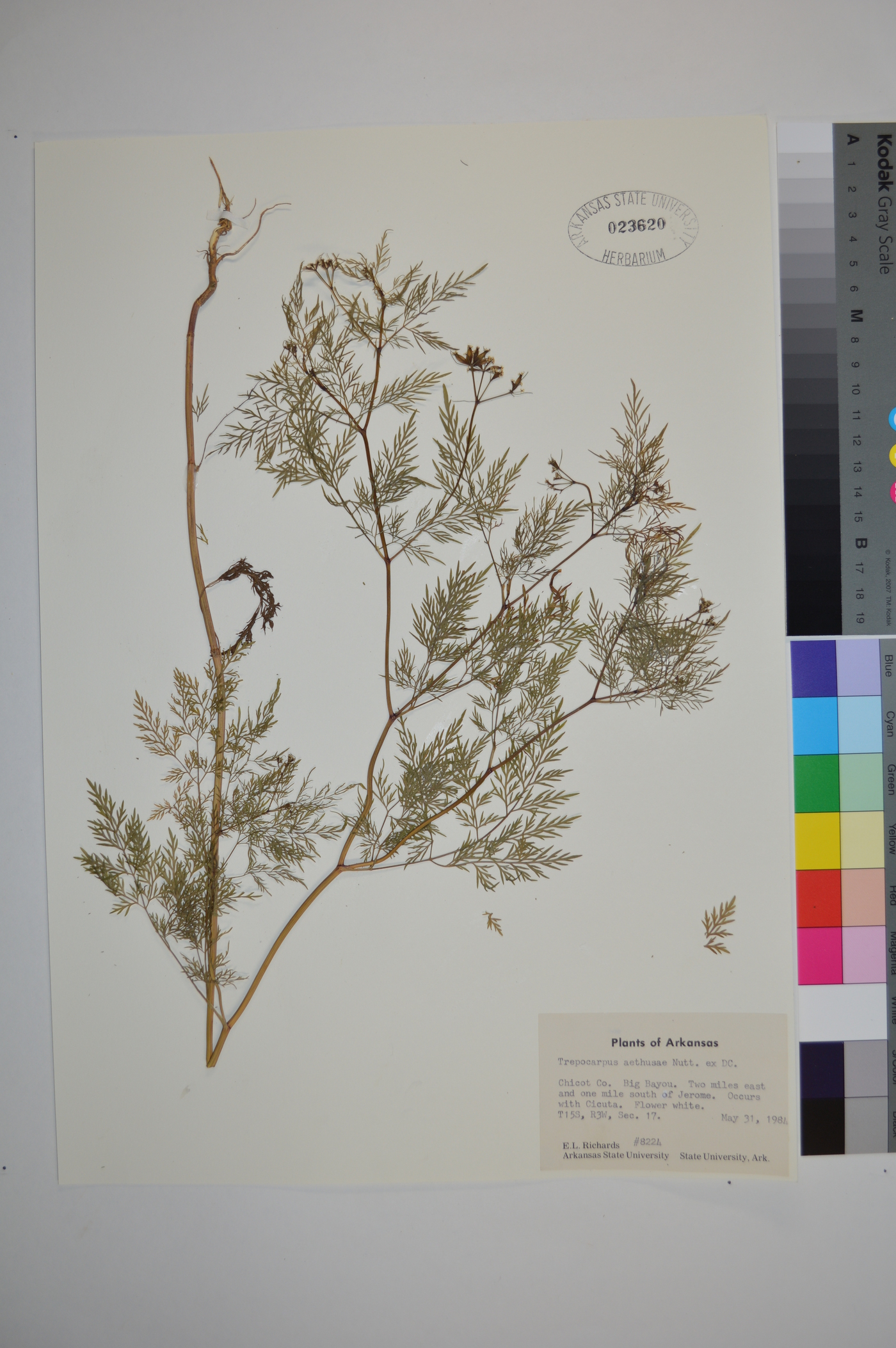 Trepocarpus aethusae image
